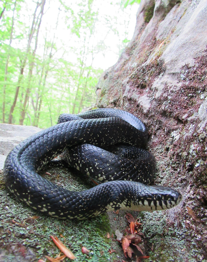 Eastern Black Kingsnake